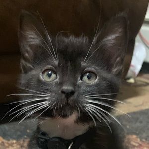 Meet your Posher, Desire